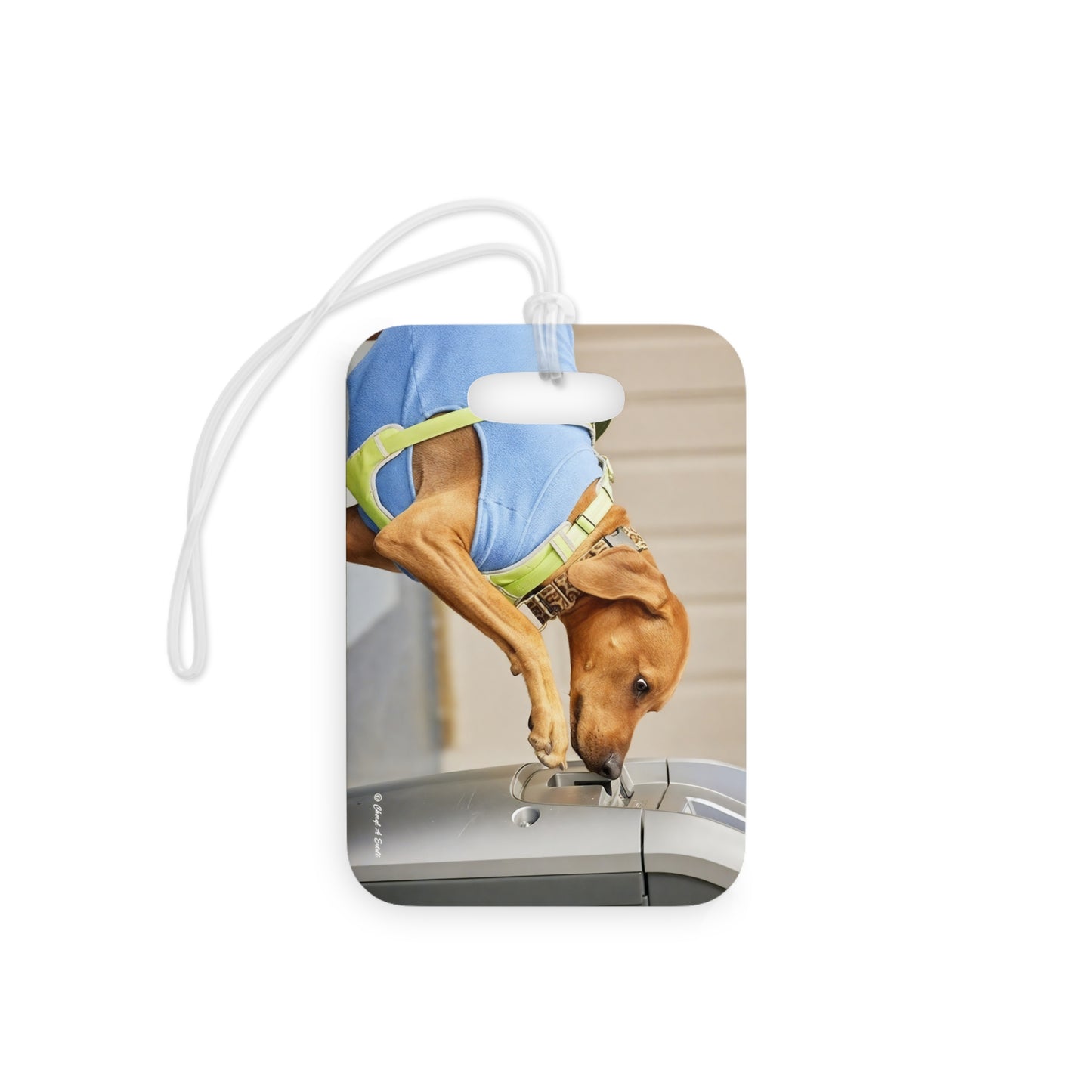 Personalized Pet ID Travel Tag with Contact Info